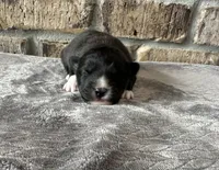 Zeus , a male Pomsky for sale in Stringer, MS – 1 of 6