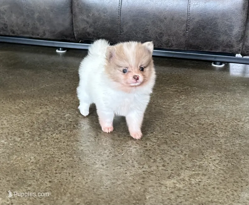 Ziggy  – Pomeranian puppy for sale in Stringer, MS