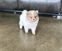 Ziggy , a male Pomeranian for sale in Stringer, MS – 1 of 9