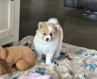 Chloe , a female Pomsky for sale in Stringer, MS – 1 of 7
