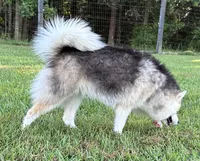 Pup Nova , a female Pomeranian and Pomsky for sale in Stringer, MS – 4 of 6