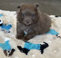 Coco , a female Pomeranian for sale in Stringer, MS – 4 of 4