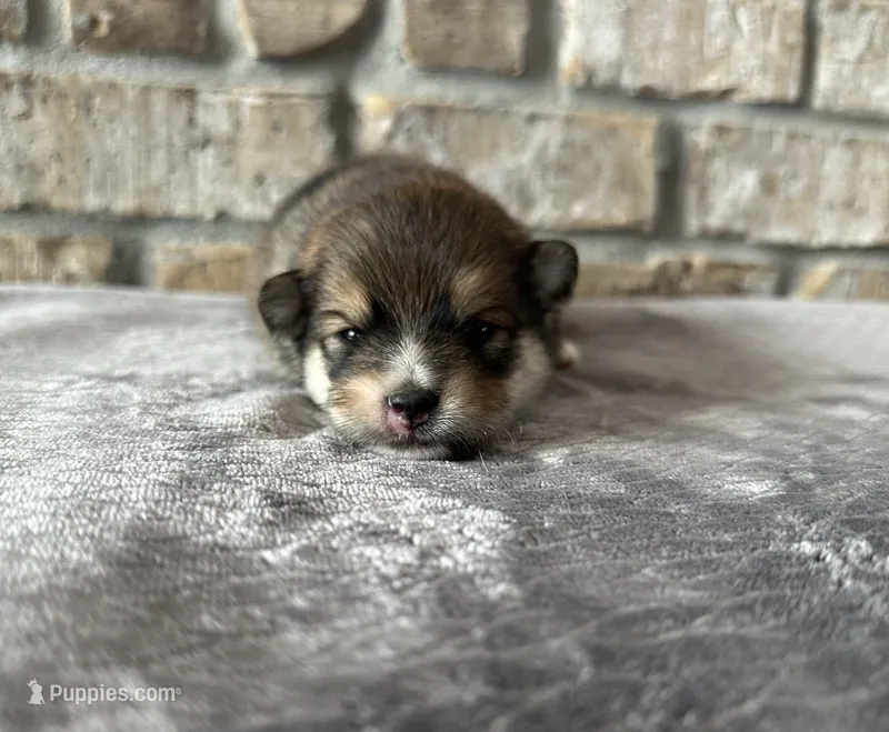 Koda  – Pomsky puppy for sale in Stringer, MS