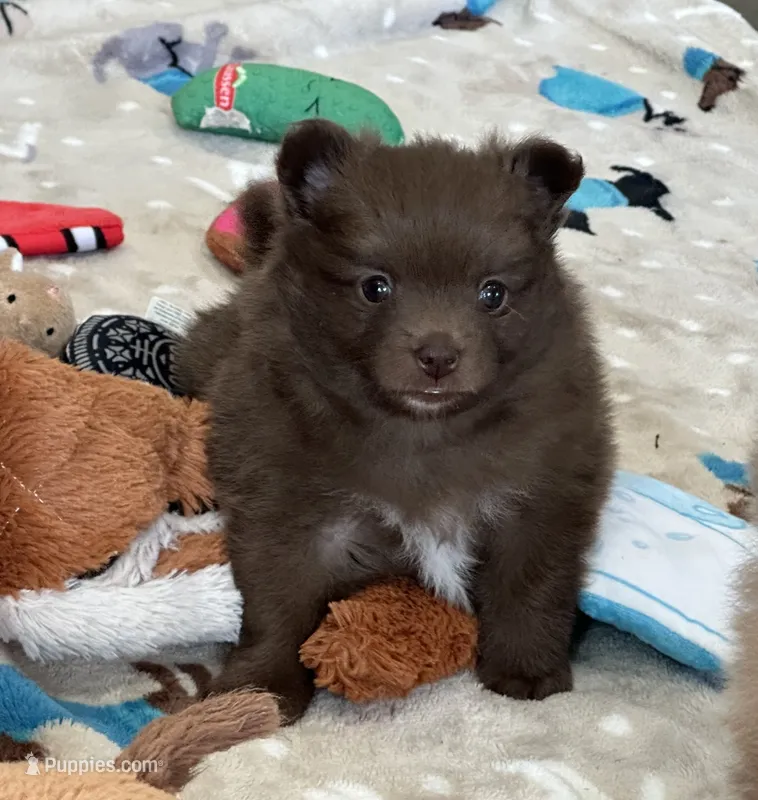 Coco  – Pomeranian puppy for sale in Stringer, MS