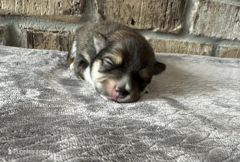 Koda  – Pomsky puppy for sale in Stringer, MS