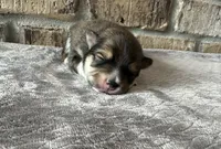 Koda , a male Pomsky for sale in Stringer, MS – 1 of 6