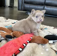 Lulu , a female Pomeranian for sale in Stringer, MS – 3 of 5