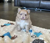Lulu , a female Pomeranian for sale in Stringer, MS – 4 of 5