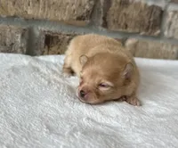 Maple , a female Pomeranian for sale in Stringer, MS – 2 of 5