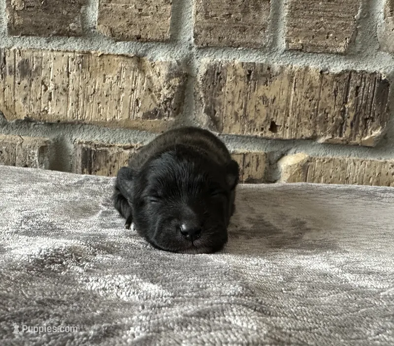 Dakota  – Pomsky puppy for sale in Stringer, MS