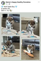 Puppy Koda , a male Siberian Husky and Pomeranian for sale in Stringer, MS – 8 of 8