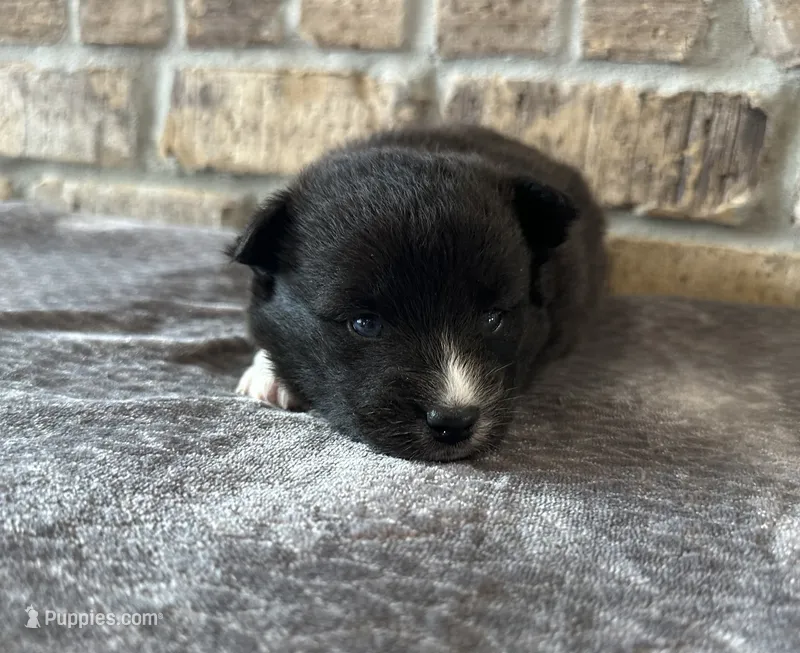 Pup Zeus  – Pomeranian, Pomsky puppy for sale in Stringer, MS