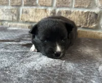 Pup Zeus , a male Pomeranian and Pomsky for sale in Stringer, MS – 1 of 6