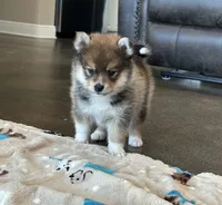 Puppy Koda , a male Siberian Husky and Pomeranian for sale in Stringer, MS – 1 of 8