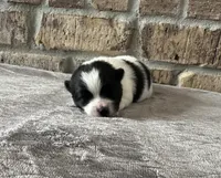 Molly , a female Pomsky for sale in Stringer, MS – 1 of 5