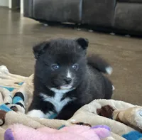 Puppy Zeus , a male Siberian Husky and Pomeranian for sale in Stringer, MS – 3 of 8