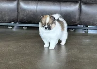 Zoe, a female Pomsky for sale in Stringer, MS – 3 of 8