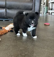 Puppy Zeus , a male Siberian Husky and Pomeranian for sale in Stringer, MS – 2 of 8