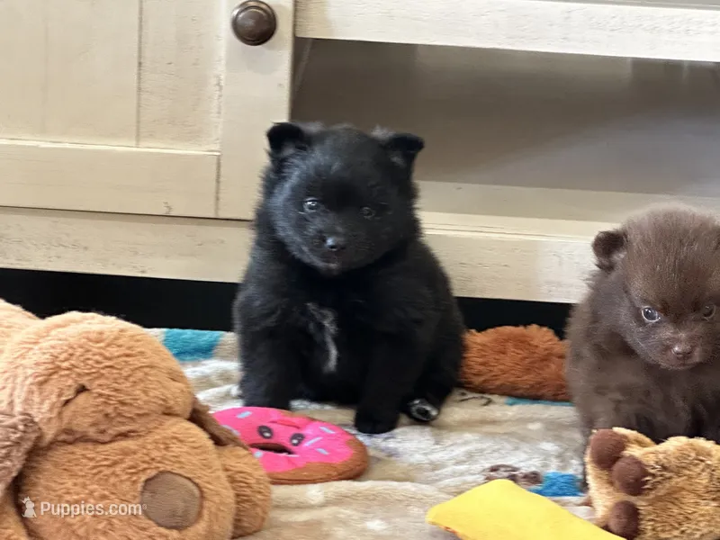 Shadow  – Pomeranian puppy for sale in Stringer, MS