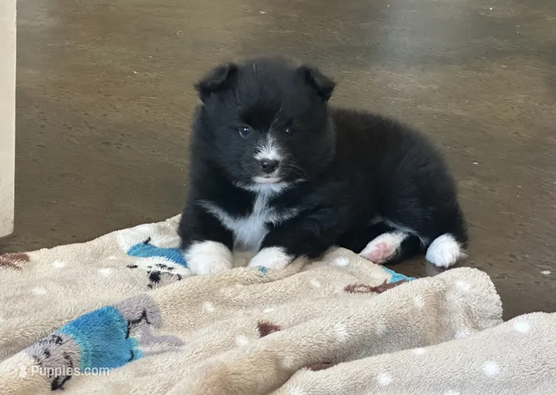 Nova  – Pomsky puppy for sale in Stringer, MS