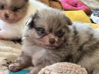 Itsy , a female Pomeranian for sale in Stringer, MS – 1 of 6