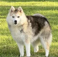 Pup Kira , a female Pomeranian and Pomsky for sale in Stringer, MS – 3 of 6