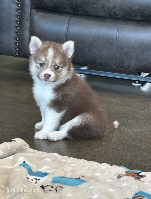 Puppy Kira  – Siberian Husky, Pomeranian puppy for sale in Stringer, MS