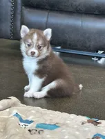 Puppy Kira , a female Siberian Husky and Pomeranian for sale in Stringer, MS – 1 of 9