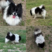 Pup Zeus , a male Pomeranian and Pomsky for sale in Stringer, MS – 6 of 6