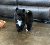 Puppy Dakota, a male Siberian Husky and Pomeranian for sale in Stringer, MS – 2 of 8