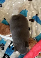 Coco , a female Pomeranian for sale in Stringer, MS – 3 of 4