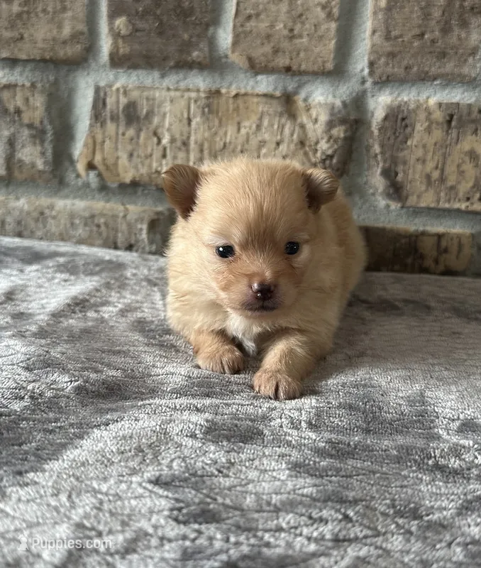 Maple  – Pomeranian puppy for sale in Stringer, MS