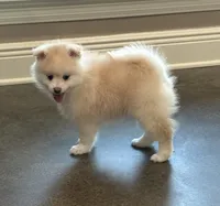 Daisy , a female Pomsky for sale in Stringer, MS – Photo 2 of 4
