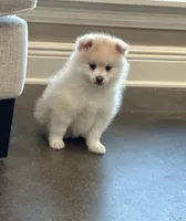 Daisy , a female Pomsky for sale in Stringer, MS – Photo 1 of 4