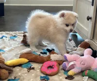 Daisy , a female Pomsky for sale in Stringer, MS – Photo 3 of 4