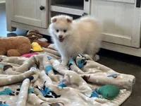 Daisy , a female Pomsky for sale in Stringer, MS – Photo 4 of 4