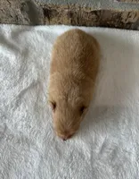 Maple , a female Pomeranian for sale in Stringer, MS – 3 of 5