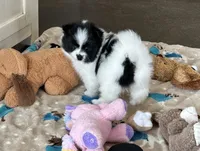 Panda , a female Pomsky for sale in Stringer, MS – 3 of 6