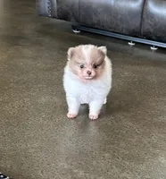 Ziggy , a male Pomeranian for sale in Stringer, MS – 6 of 9