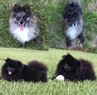 Maple , a female Pomeranian for sale in Stringer, MS – 4 of 5