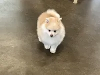 Bruce , a male Pomsky for sale in Stringer, MS – Photo 4 of 4