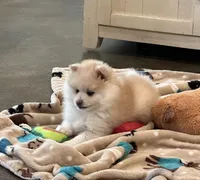 Bruce , a male Pomsky for sale in Stringer, MS – Photo 3 of 4