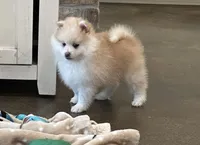 Bruce , a male Pomsky for sale in Stringer, MS – Photo 1 of 4