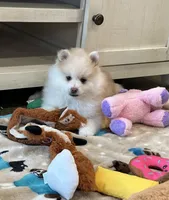 Bruce , a male Pomsky for sale in Stringer, MS – Photo 2 of 4