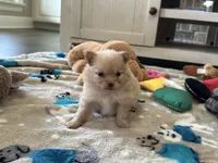 Molly , a female Pomeranian for sale in Stringer, MS – 2 of 6