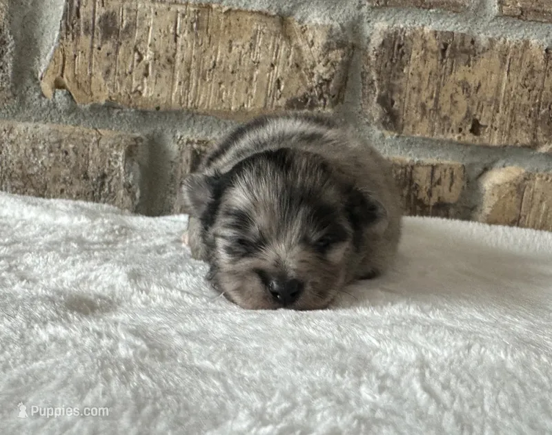 Nova  – Pomeranian puppy for sale in Stringer, MS