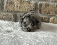 Nova , a female Pomeranian for sale in Stringer, MS – 1 of 5