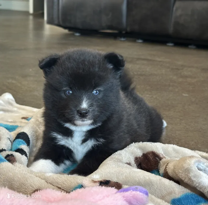 Pup Zeus  – Pomeranian, Pomsky puppy for sale in Stringer, MS