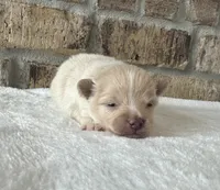 Frost , a male Pomeranian for sale in Stringer, MS – 2 of 5