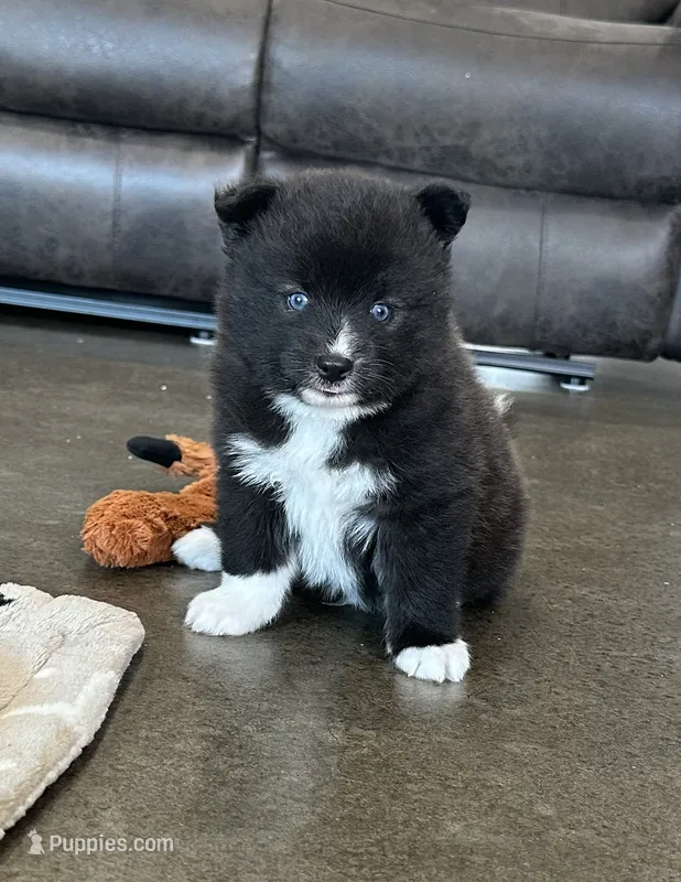 Zeus  – Pomsky puppy for sale in Stringer, MS